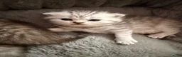Scottish Fold cats for sale: Beautiful Scottish Fold Kittens for Loving Homes🐱 - Advert 3