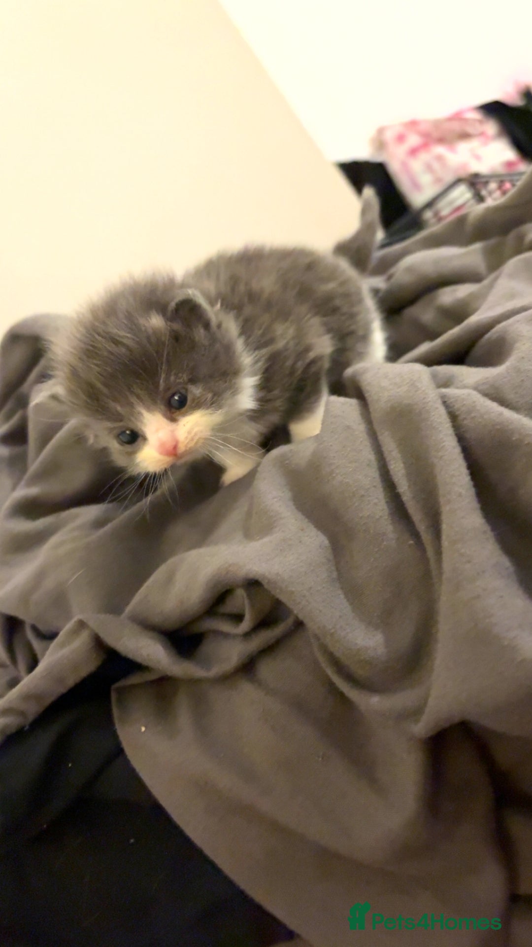 Mixed Breed cats for sale: Four beautiful kittens  - Advert 3