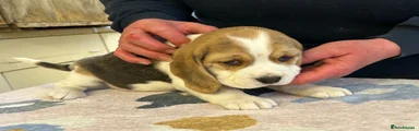 Beagle Puppy 3