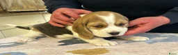 Beagle dogs for sale: Beagle Tricolour Bitch Puppies  - Advert 10