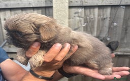 Shih Tzu dogs for sale: A girl and a boy - Image 13