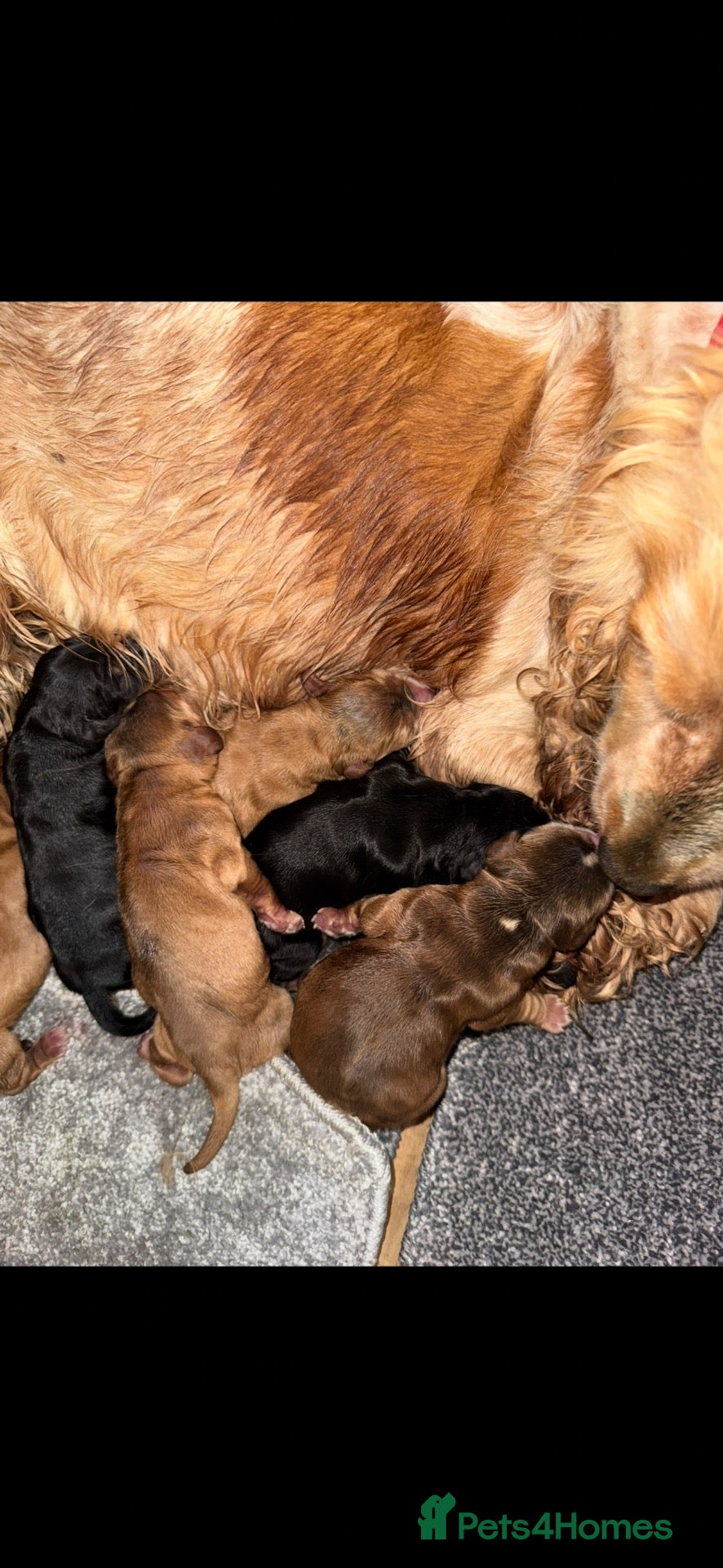 Cocker Spaniel dogs for sale: Show type cocker spaniels  - Advert 2