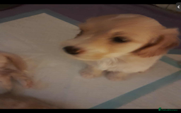 Mixed Breed dogs for sale: Beautiful chunky golden retriever x cockapoos  - Image 13