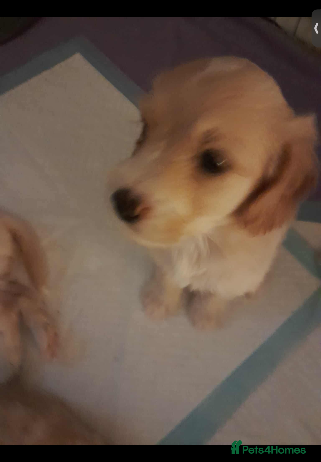 Mixed Breed dogs for sale: Beautiful chunky golden retriever x cockapoos  - Image 13