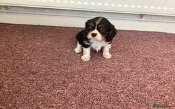 Cavalier King Charles Spaniel dogs for sale: Super tri/blenheim KC pups - health tested parents - Advert 7