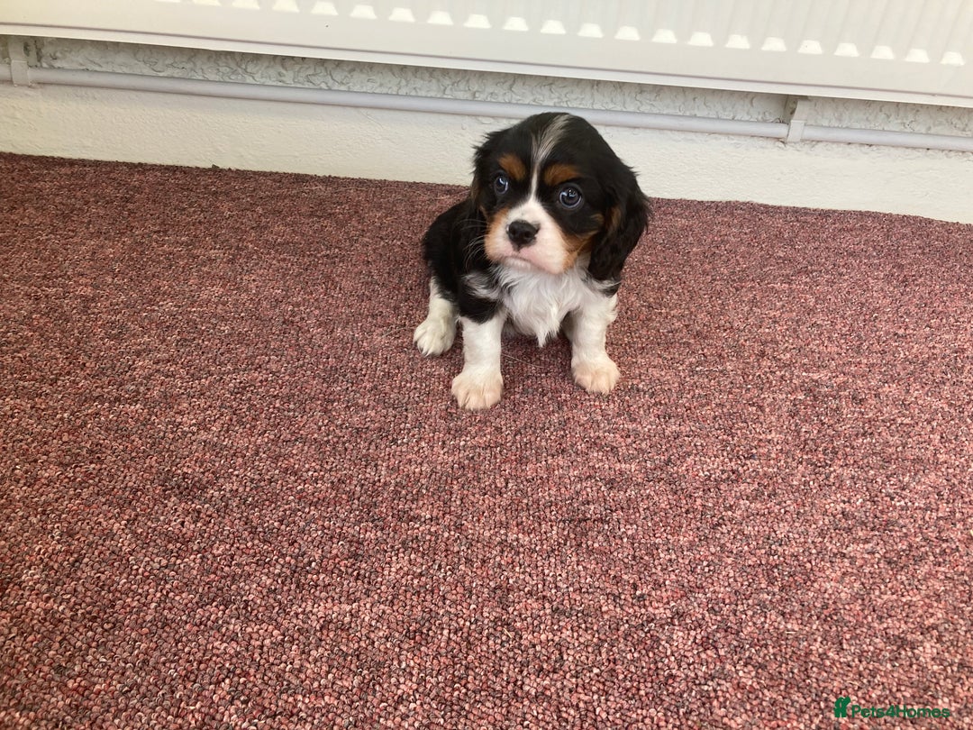 Cavalier King Charles Spaniel dogs for sale: Super tri/blenheim KC pups - health tested parents - Advert 7