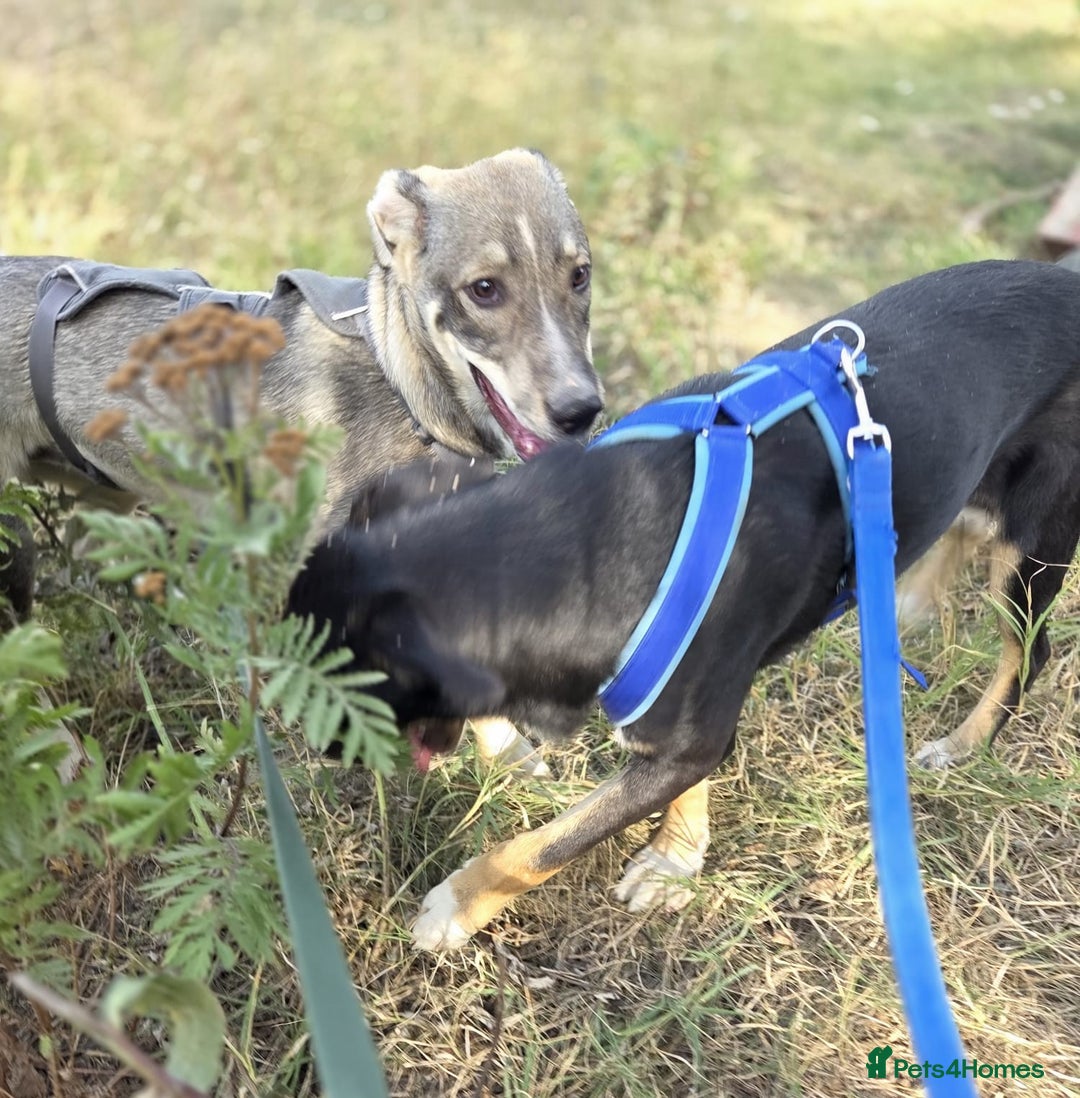 Mixed Breed dogs for adoption: RONA - a Superb young Girl for a Loving Home - Image 9