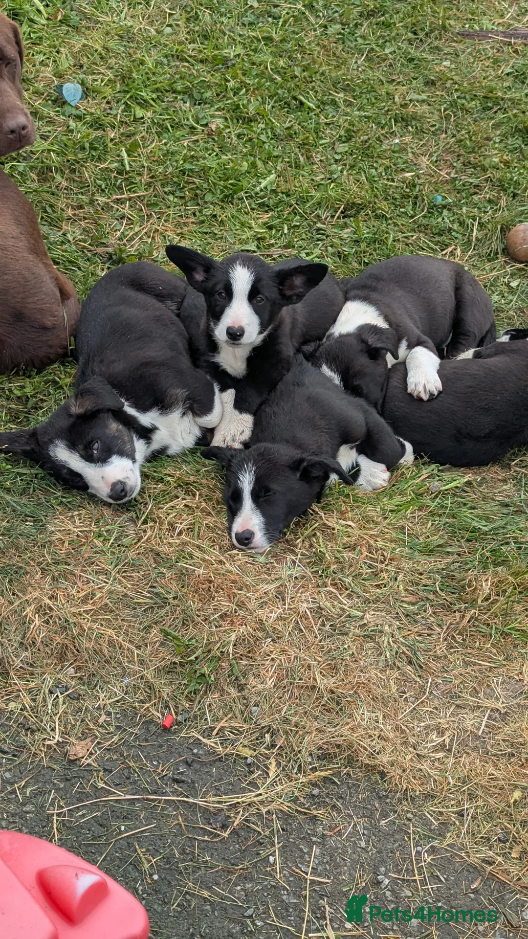 Mixed Breed dogs for sale: Cardigan Corgis in Llandysul - Advert 1