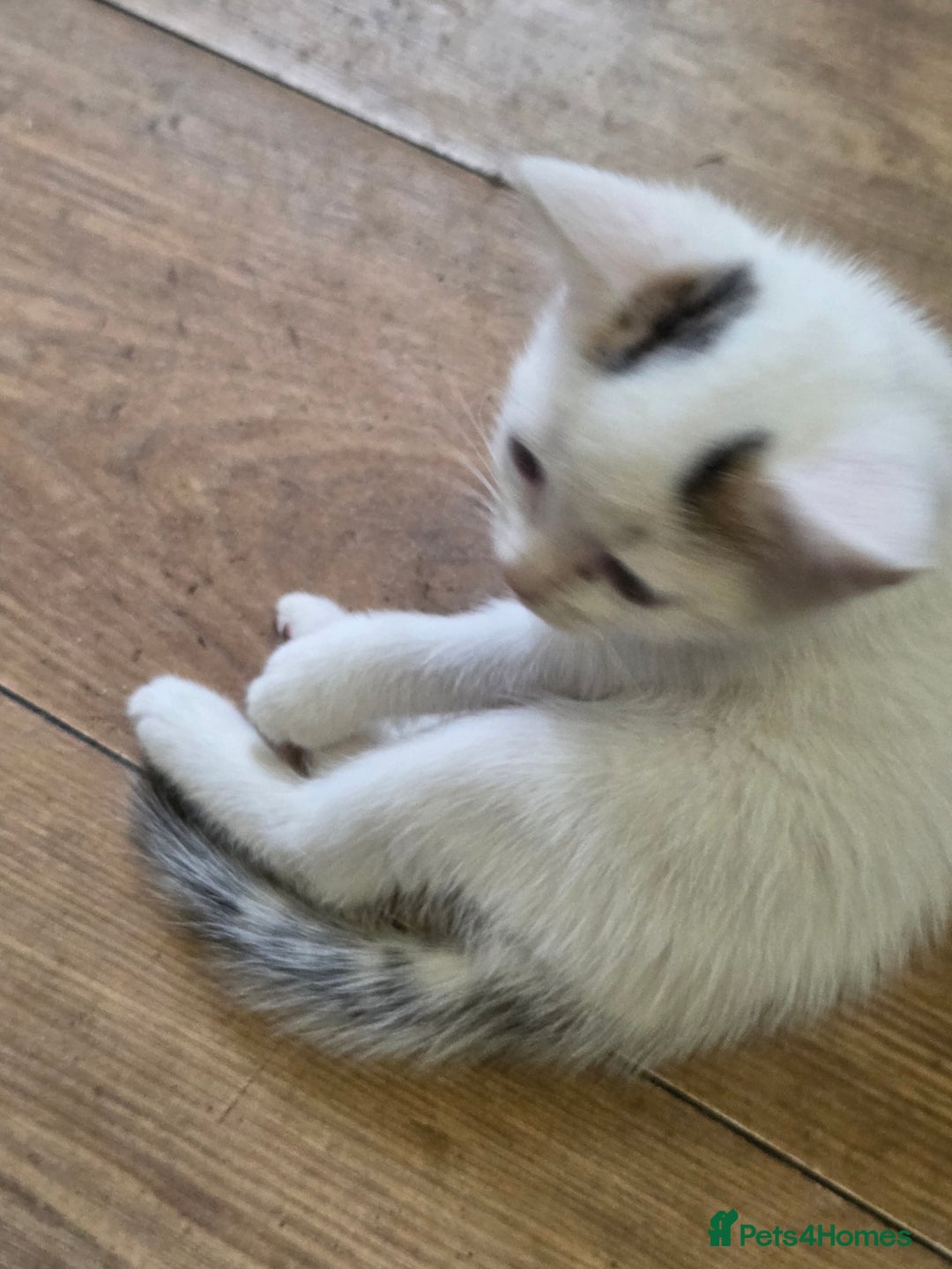 Mixed Breed cats for sale: Pet Kittens  - Image 5