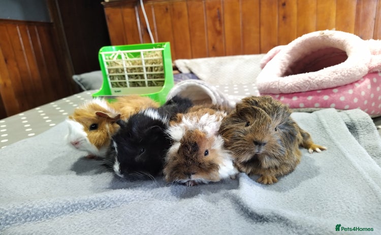 Guinea Pig rodents in Milnthorpe - Advert 1