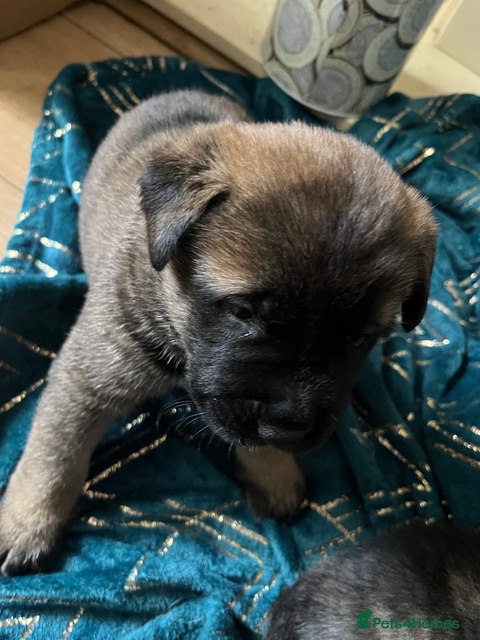 Mixed Breed dogs Akita Hybrid - Advert 7