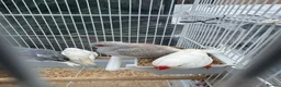 Finches birds for sale: Zebra finches and diamond doves  - Advert 4