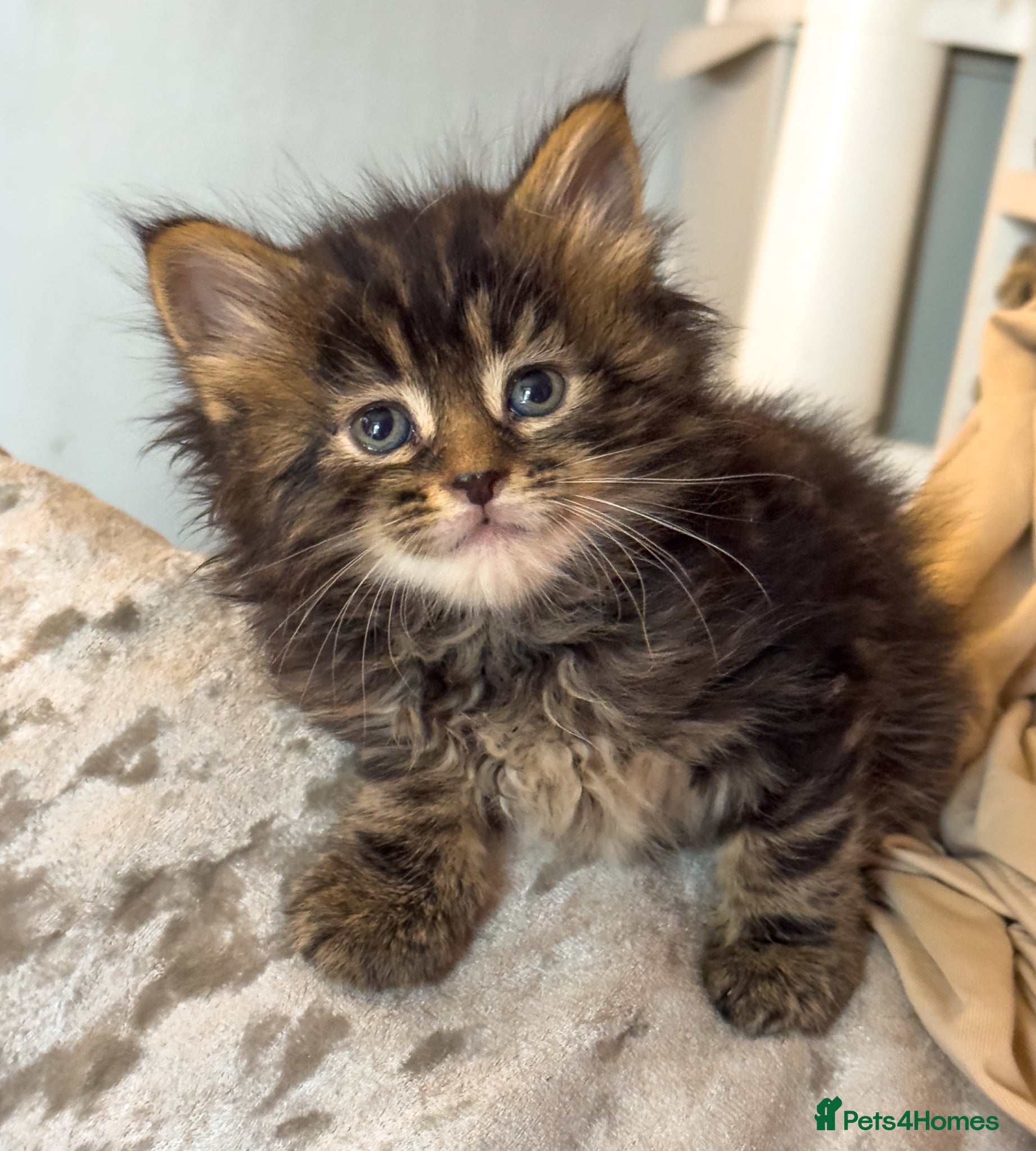 Maine Coon cats Gorgeous full breed Mainecoon kittens ready may 20 - Advert 14