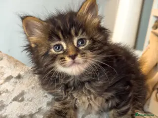Maine Coon cats Gorgeous full breed Mainecoon kittens ready may 20 - Advert 14