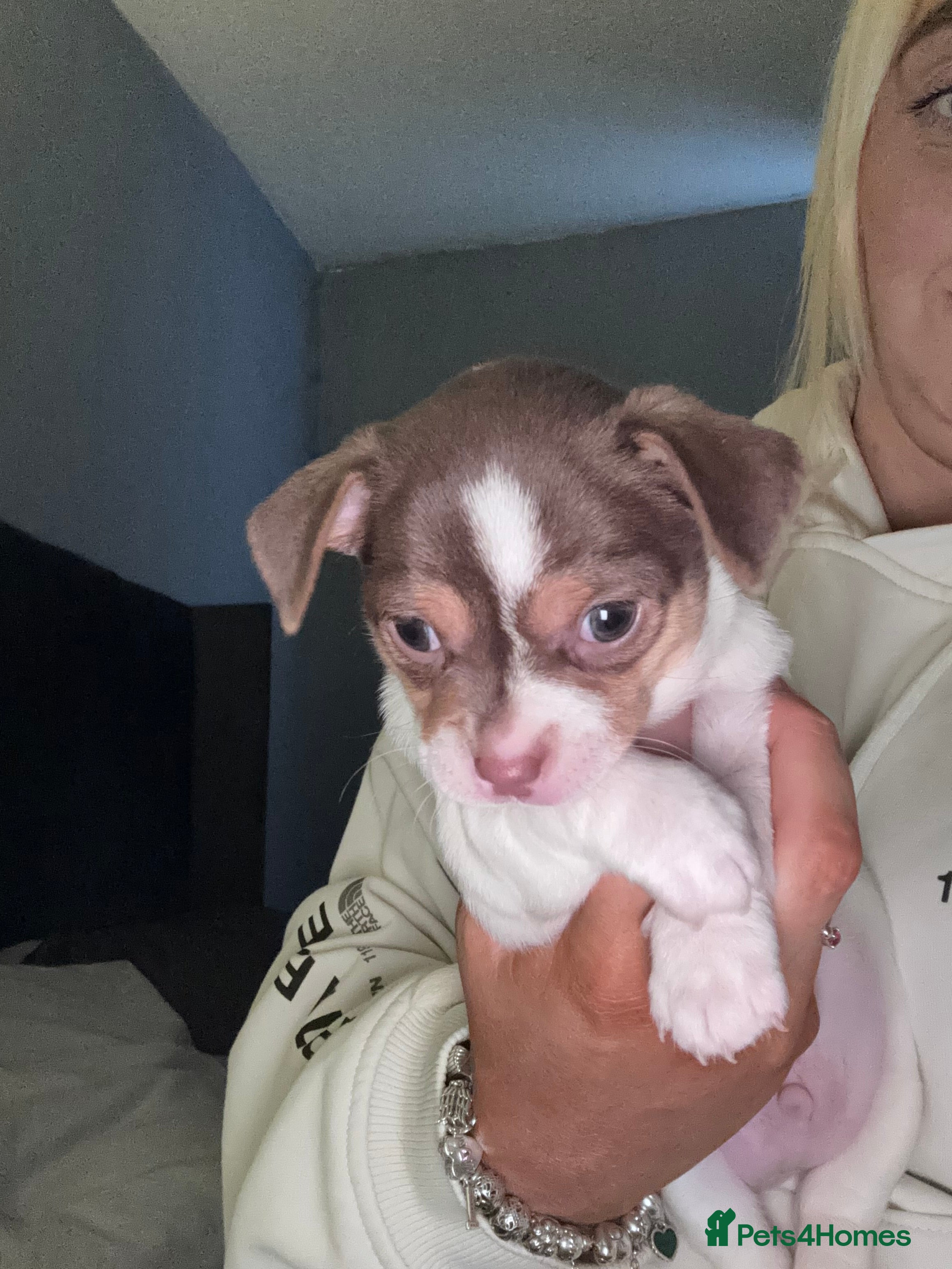 Chihuahua dogs Chihuahua puppy - Advert 5