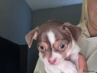 Chihuahua dogs Chihuahua puppy - Advert 5