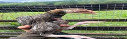 Chickens poultry for sale: Aseel  - Advert 2