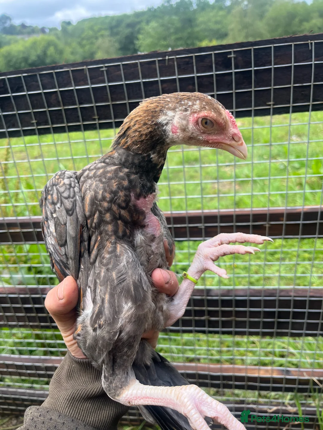 Chickens poultry for sale: Aseel  - Advert 2