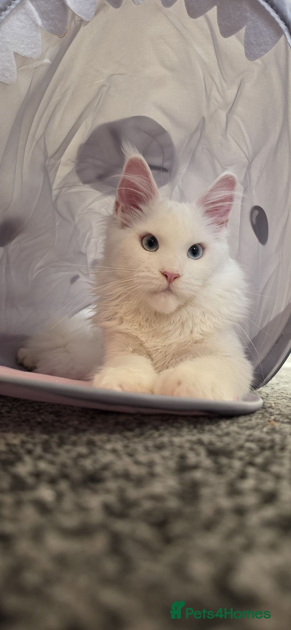 Maine Coon cats Maine coon Blue eyes + Long Hair - Advert 6