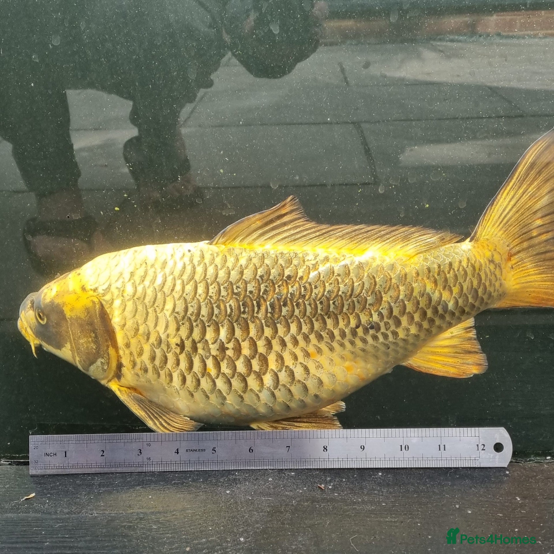 Koi Carp fish Koi /Orf /Tench- 11 in total - Advert 2