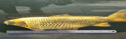 Koi Carp fish for sale: Koi /Orf /Tench- 11 in total in Wellingborough - Advert 2