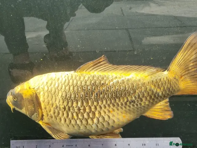 Koi Carp fish for sale: Koi /Orf /Tench- 11 in total - Advert 2