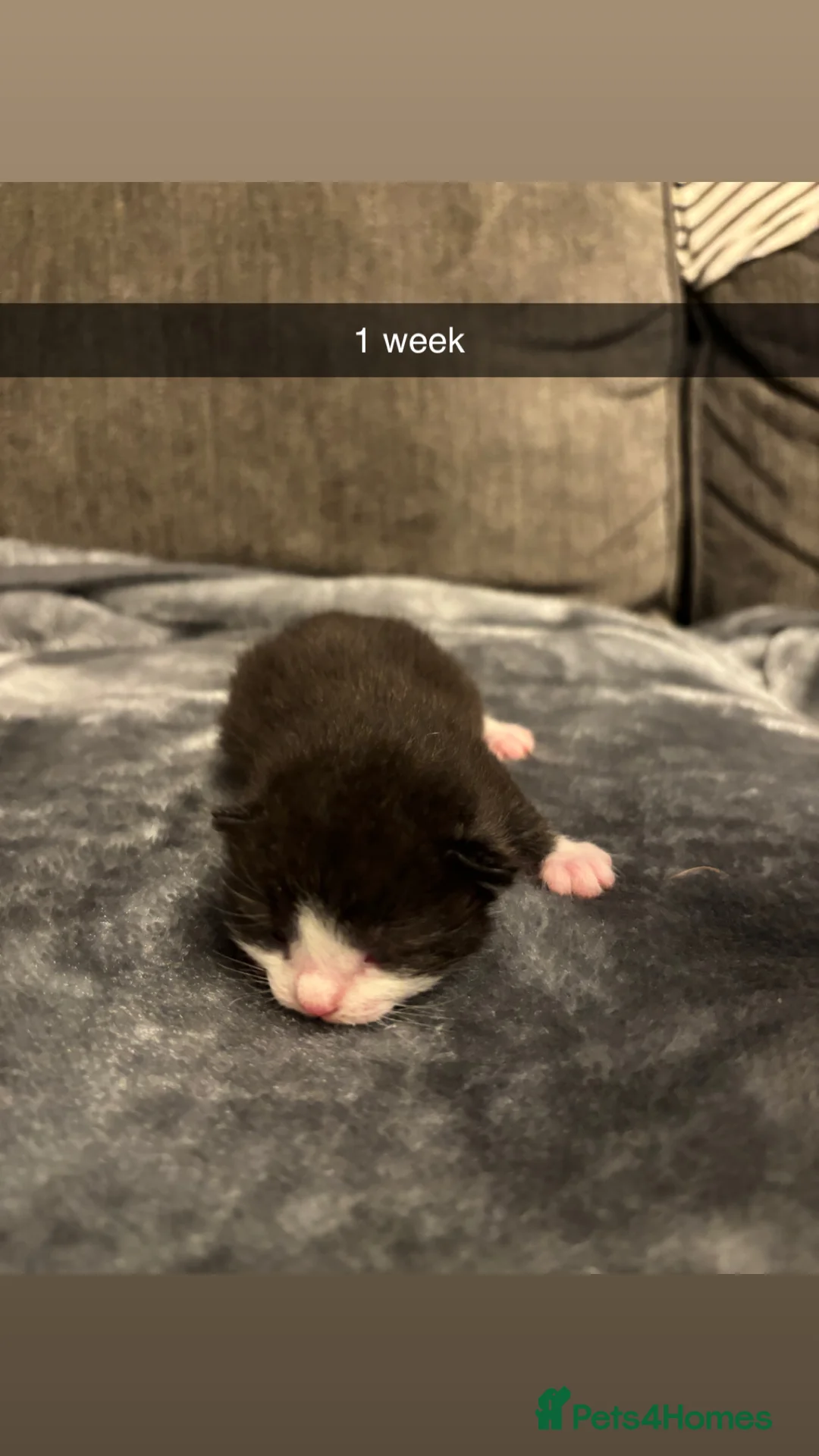 Domestic Shorthair cats for sale: 4 baby kittens  - Advert 7