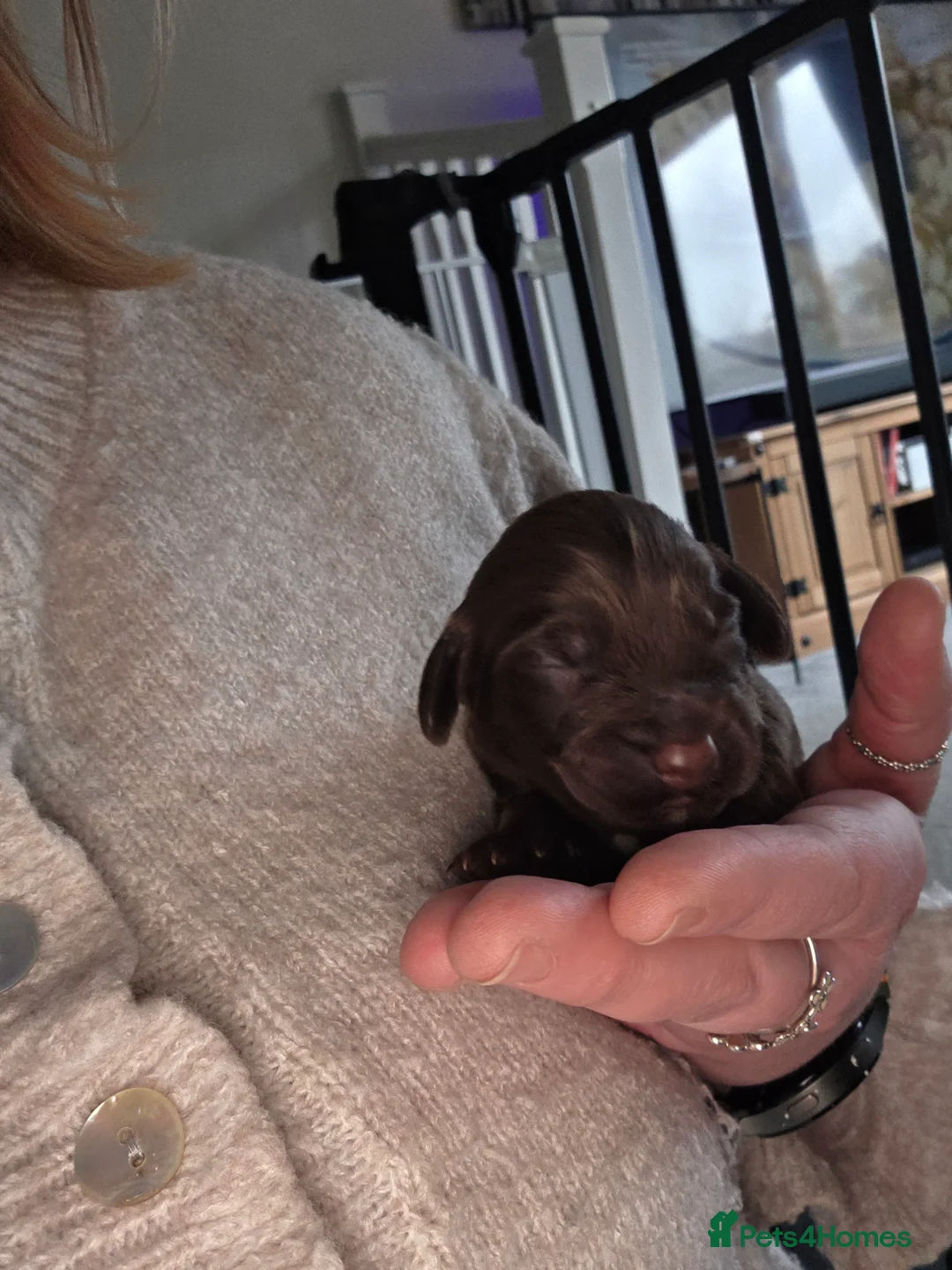 Cockapoo dogs for sale: 🍫 Meet Our Chocolate-Inspired Cockapoo Cuties 🍫 in Stoke-on-Trent - Advert 19