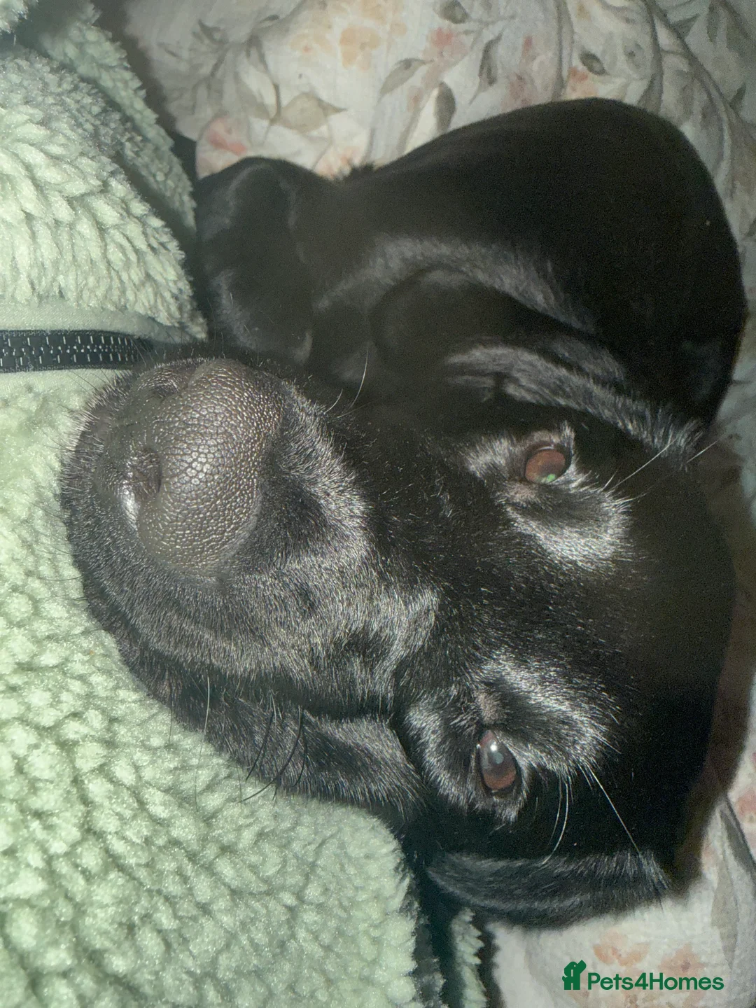 Springador dogs for sale: Male springador puppy - Advert 3