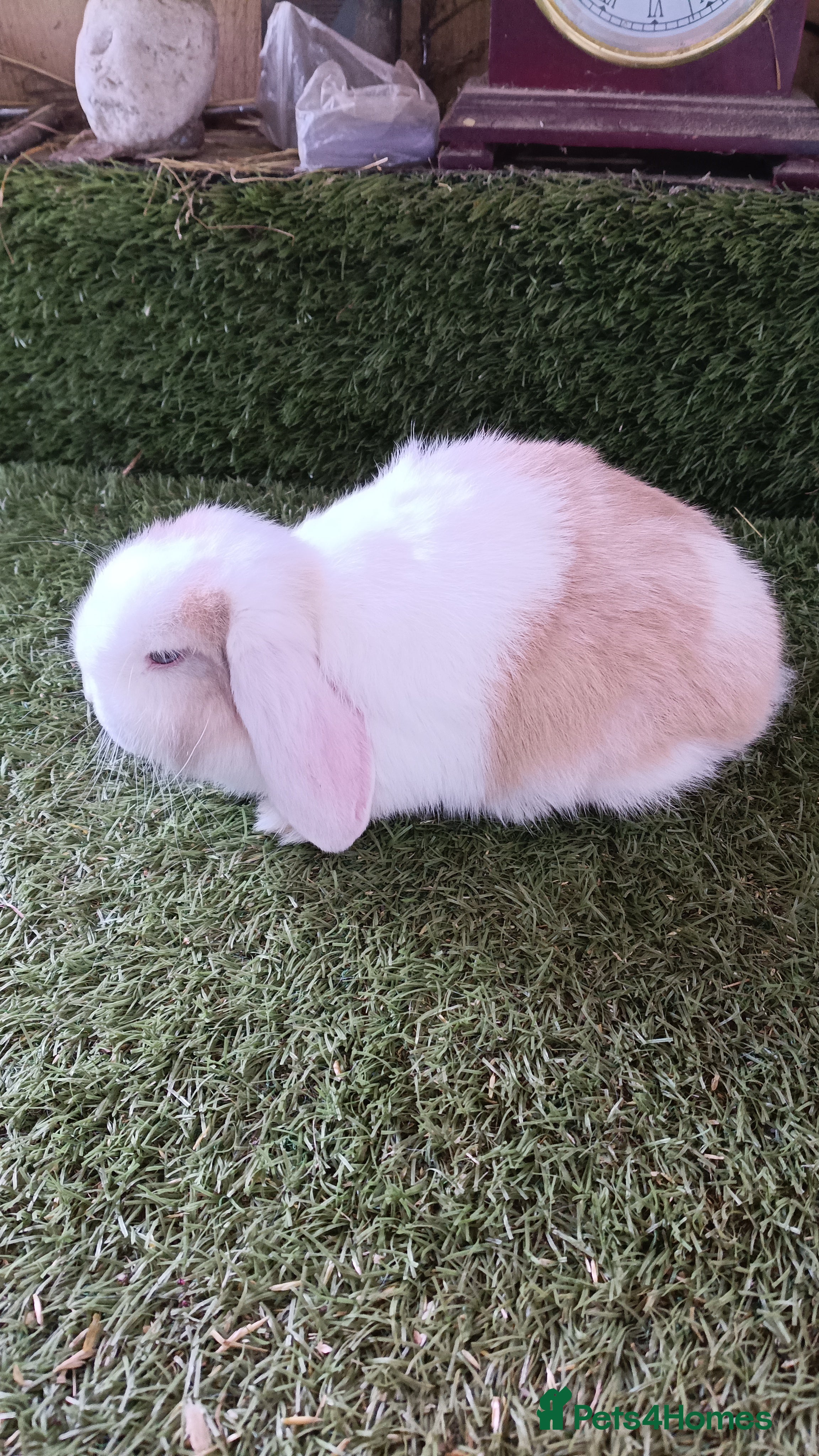 Mini Lop rabbits Pure mini lops  - Advert 20