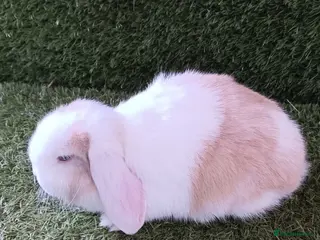 Mini Lop rabbits Pure mini lops - Advert 20
