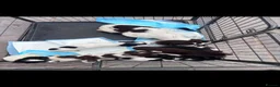 Sprocker dogs for sale: Sprocker puppy’s for sale  - Advert 10