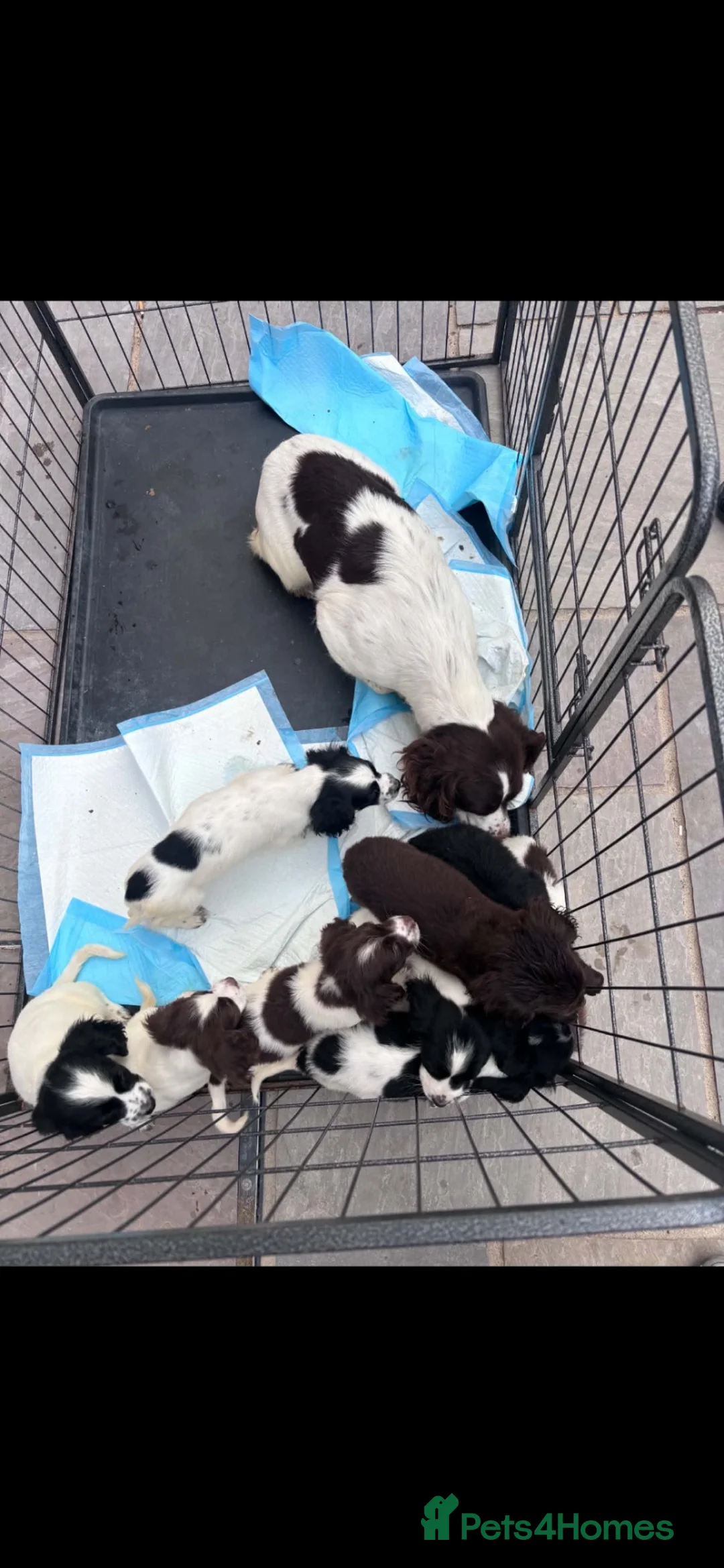 Sprocker dogs for sale: Sprocker puppy’s for sale  - Advert 10