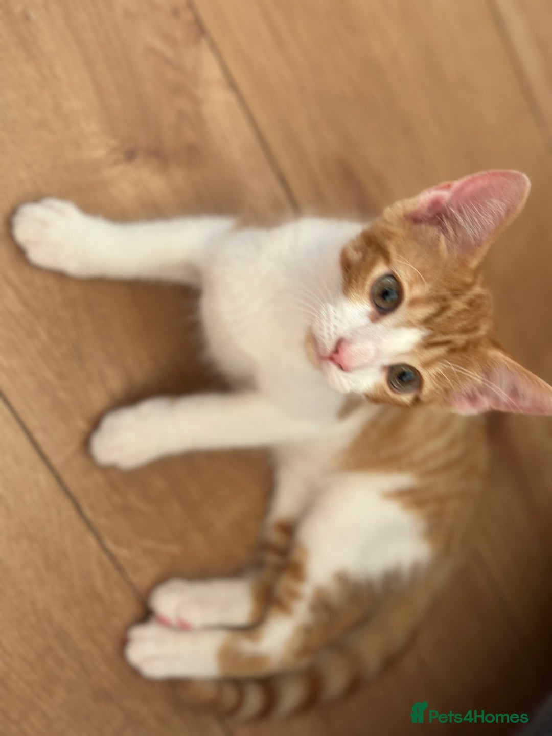 European cats for sale: Ginger cat male  - Image 5