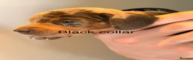 Black collar girl 