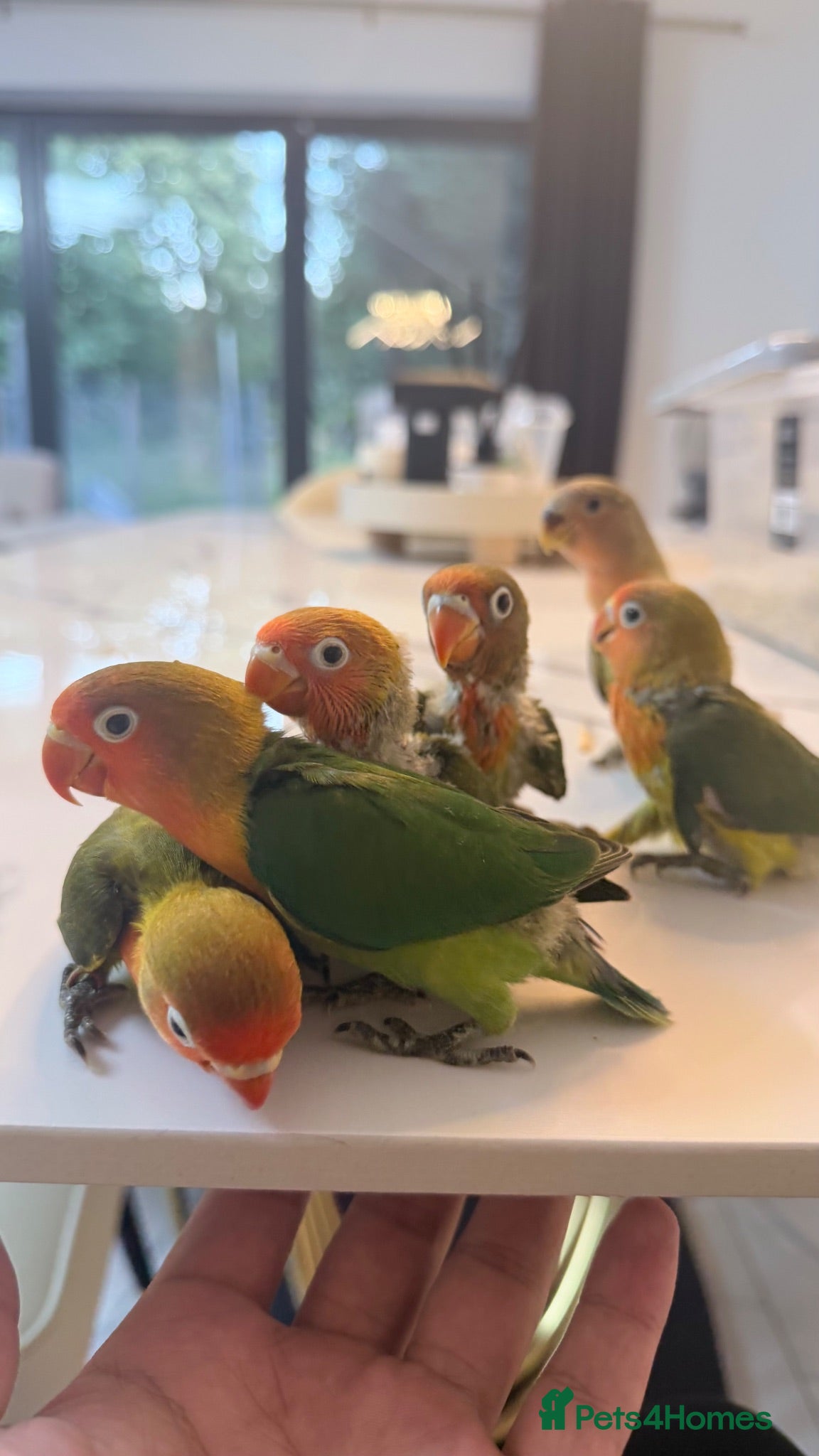Lovebirds birds Silly tame and cuddly lovebird chicks - Advert 3