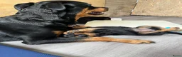 Rottweiler dogs for sale: Rottweiler puppies - KC Registered. in Halstead - Advert 37