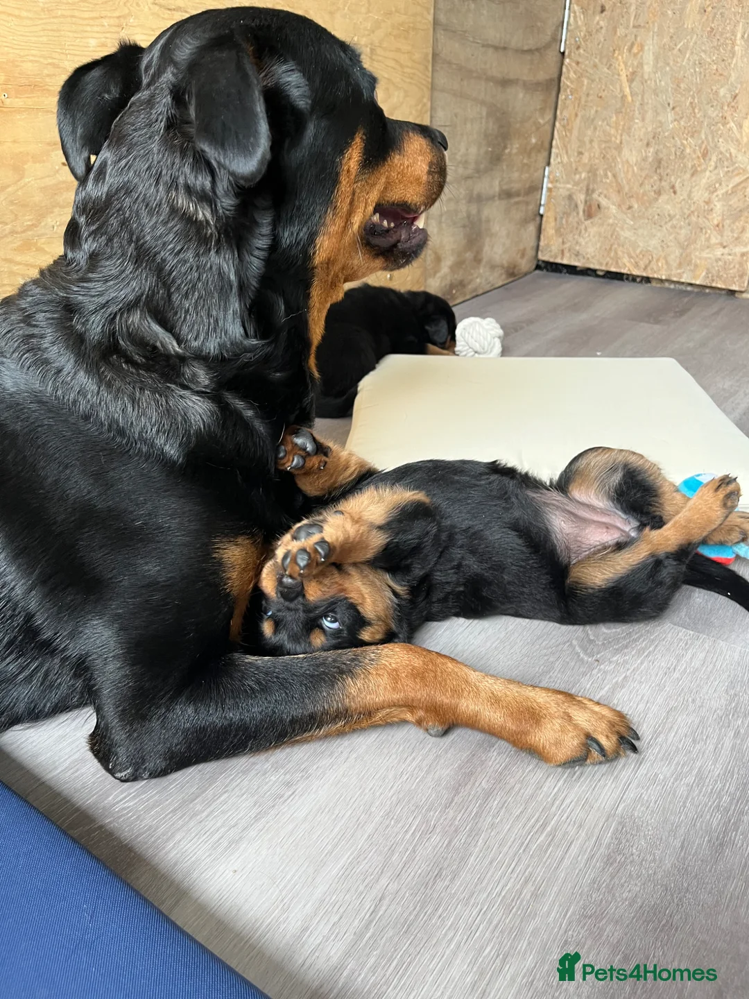 Rottweiler dogs for sale: Rottweiler puppies - KC Registered. in Halstead - Advert 37