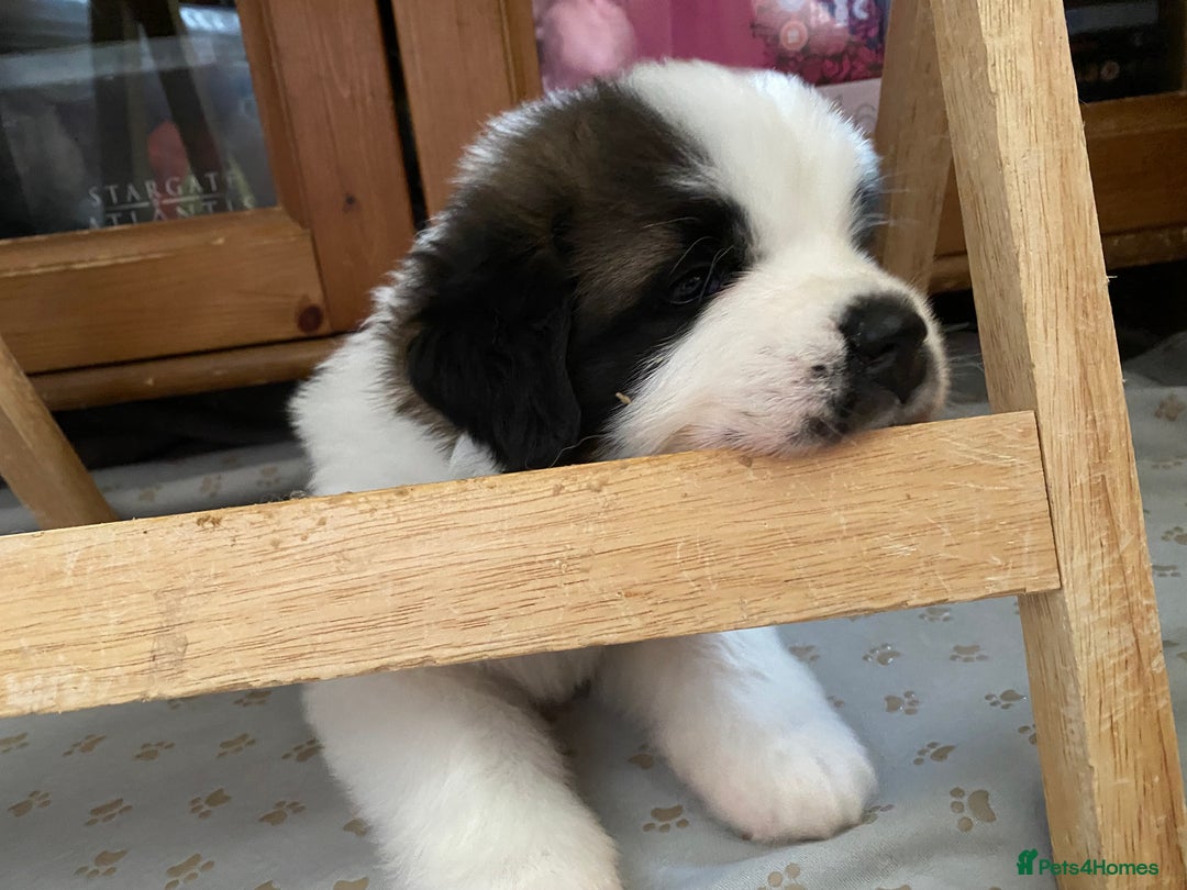 Saint Bernard dogs for sale: Gorgeous Saint Bernard puppies looking for homes - Image 13