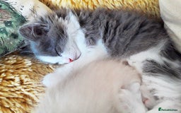 Ragdoll cats for sale: Maincoon ×Ragdoll (Ragcoon) kittens  - Image 27