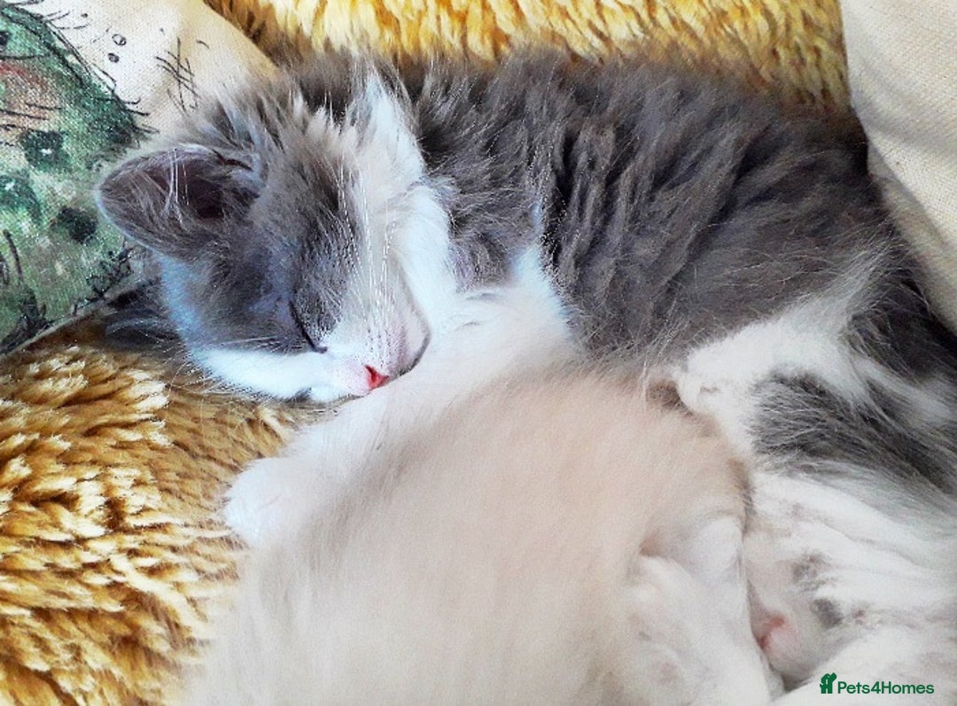 Ragdoll cats for sale: Maincoon ×Ragdoll (Ragcoon) kittens  - Image 27