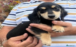 Miniature Dachshund dogs for sale: Cream Longhair Miniature Dachunds Ready Now - Image 7