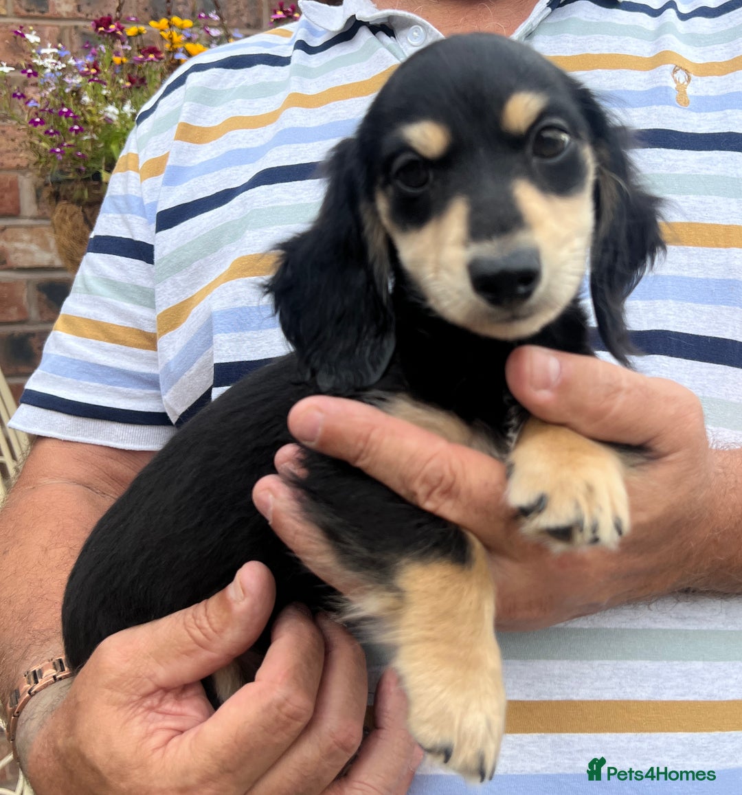 Miniature Dachshund dogs for sale: Cream Longhair Miniature Dachunds Ready Now - Image 7