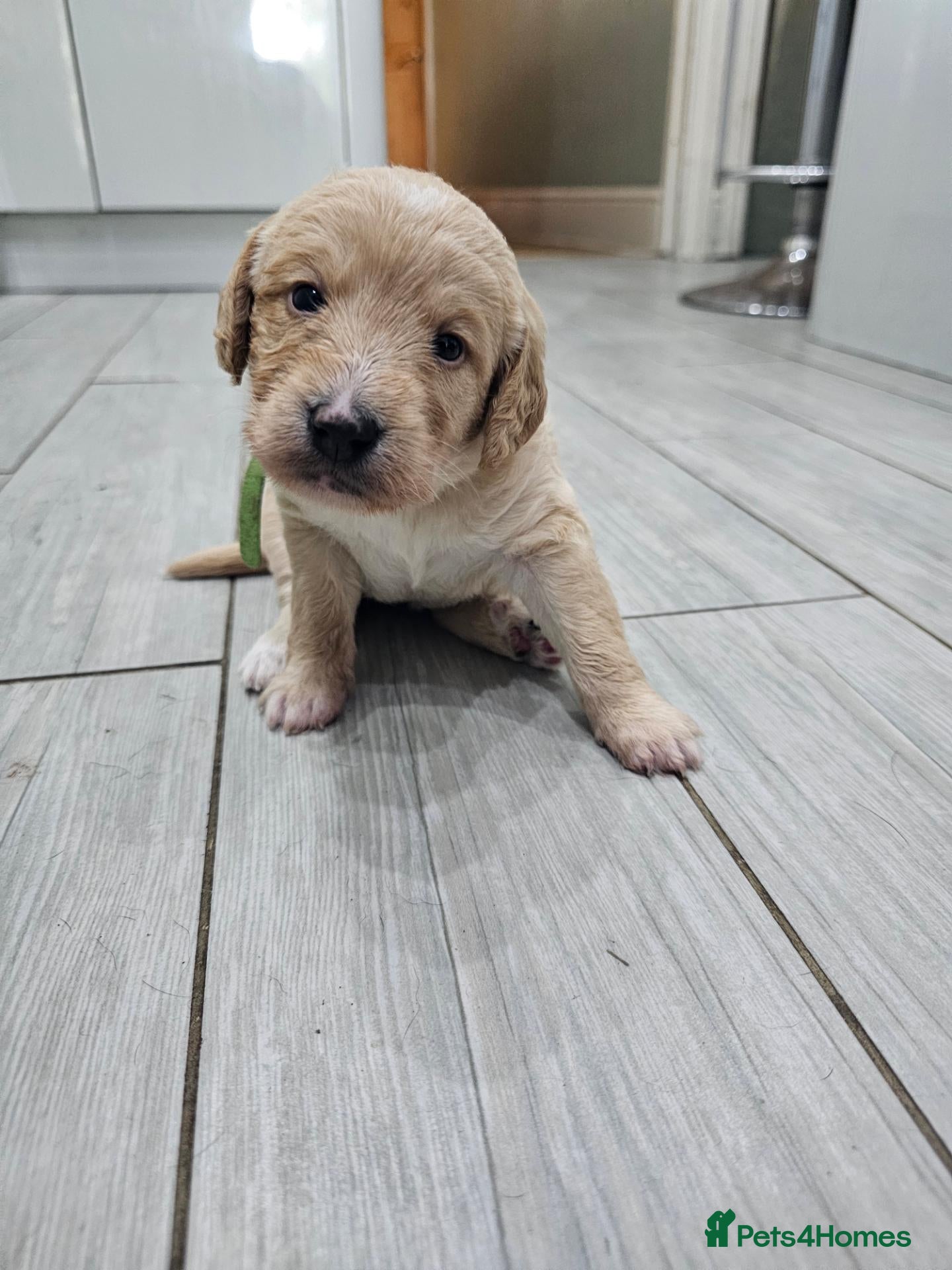 Mixed Breed dogs 9 beautiful Beagador/minituare poodle puppies - Advert 2