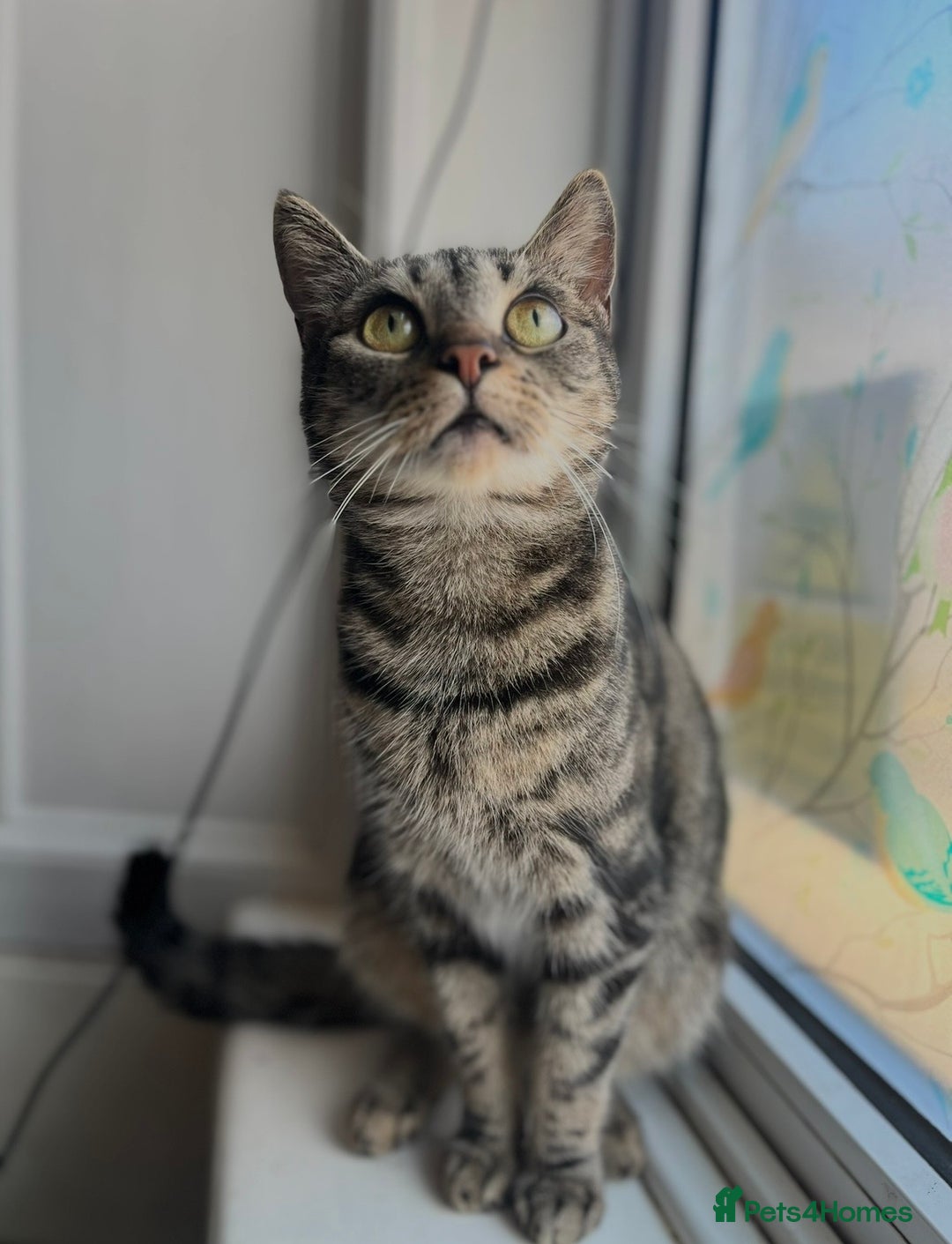 Mixed Breed cats for sale: Beautiful grey, tabby and black kittens  - Advert 12