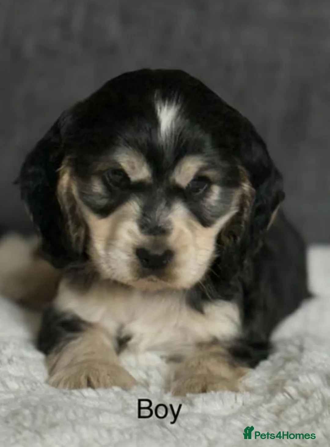 Cocker Spaniel dogs for sale: Stunning Litter Of 5 Cocker Spaniel Puppies - Advert 4