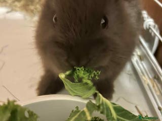 Mini Lop rabbits Beautiful chocolate brown rabbit - Advert 12
