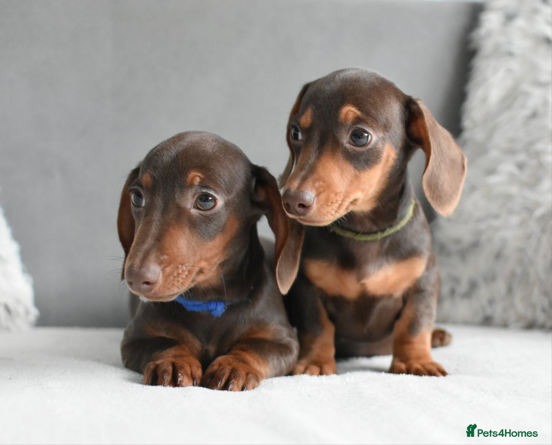 Miniature Dachshund dogs for sale: Miniature Dachshund Boys **READY NOW** - Advert 6