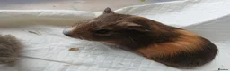 Guinea Pig rodents for sale: Baby guinea pigs for sale - sows - Advert 3