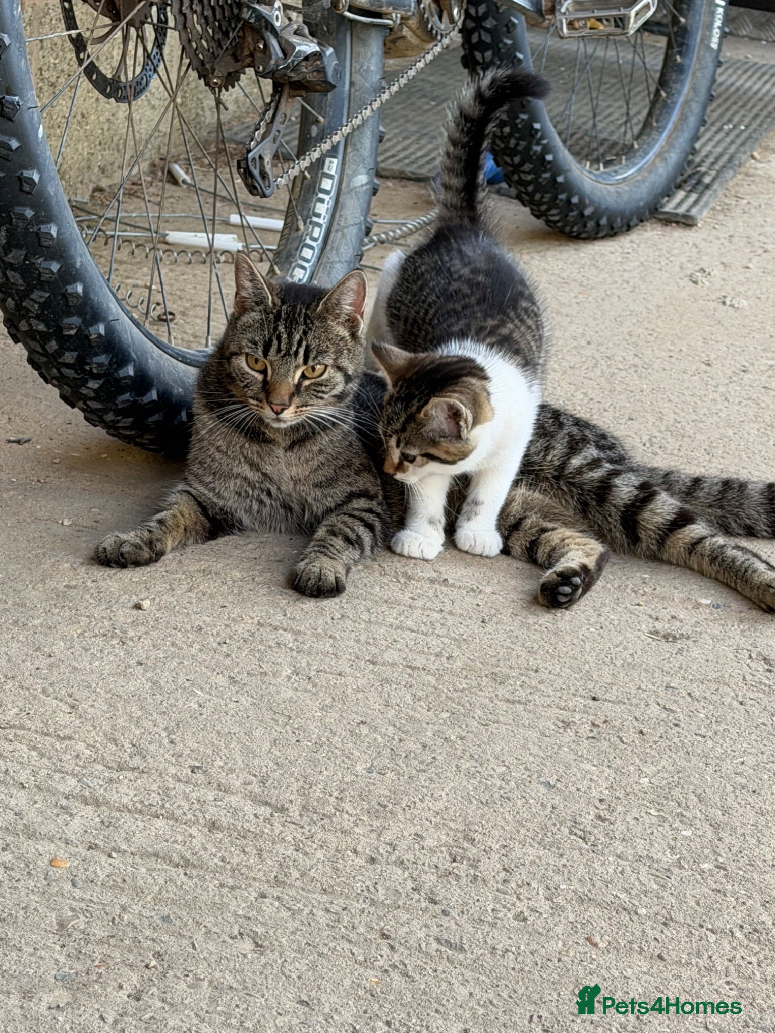 Mixed Breed cats Two boy farm cats for sale  - Advert 3
